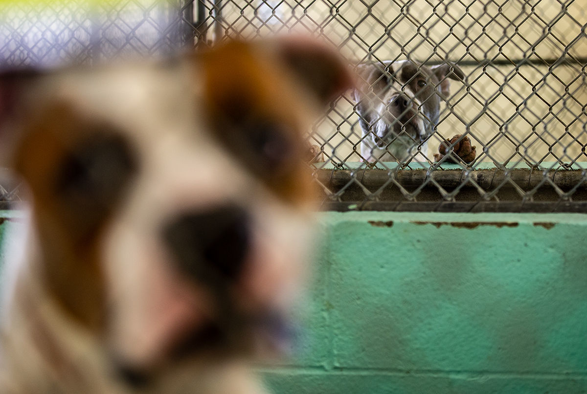 Animal Shelter